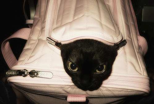 答辩顺利结束-毕业啦~ - petsintrouble001