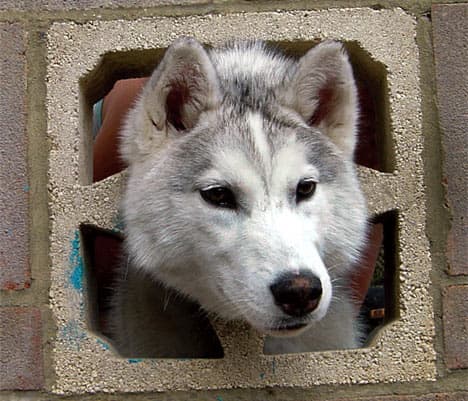 答辩顺利结束-毕业啦~ - petsintrouble008