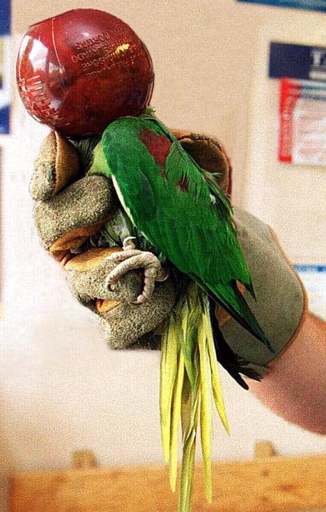 答辩顺利结束-毕业啦~ - petsintrouble009