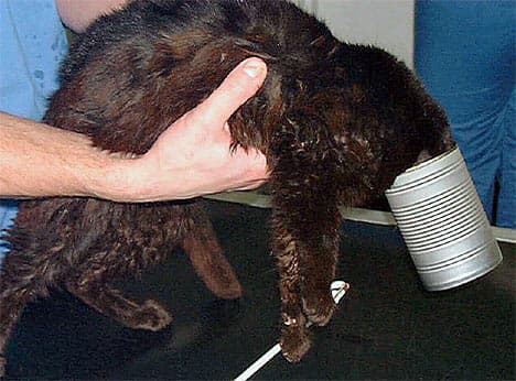 答辩顺利结束-毕业啦~ - petsintrouble012